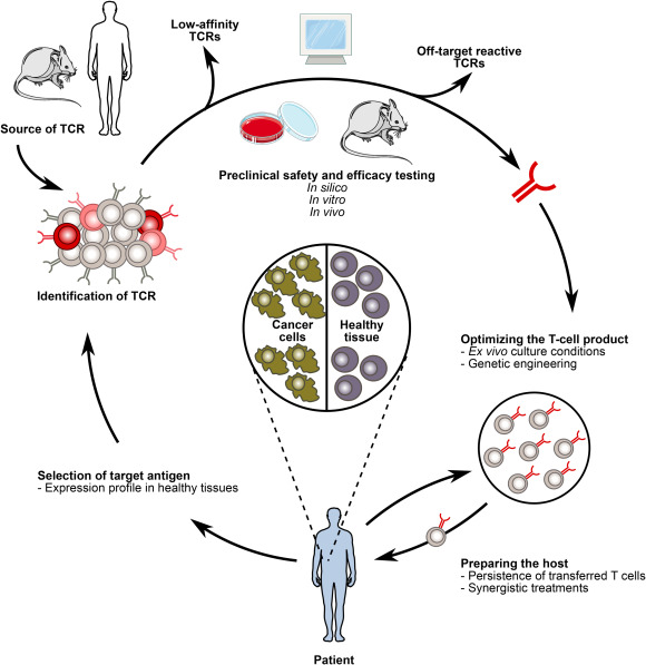 gene therapy for cancer treatment ppt