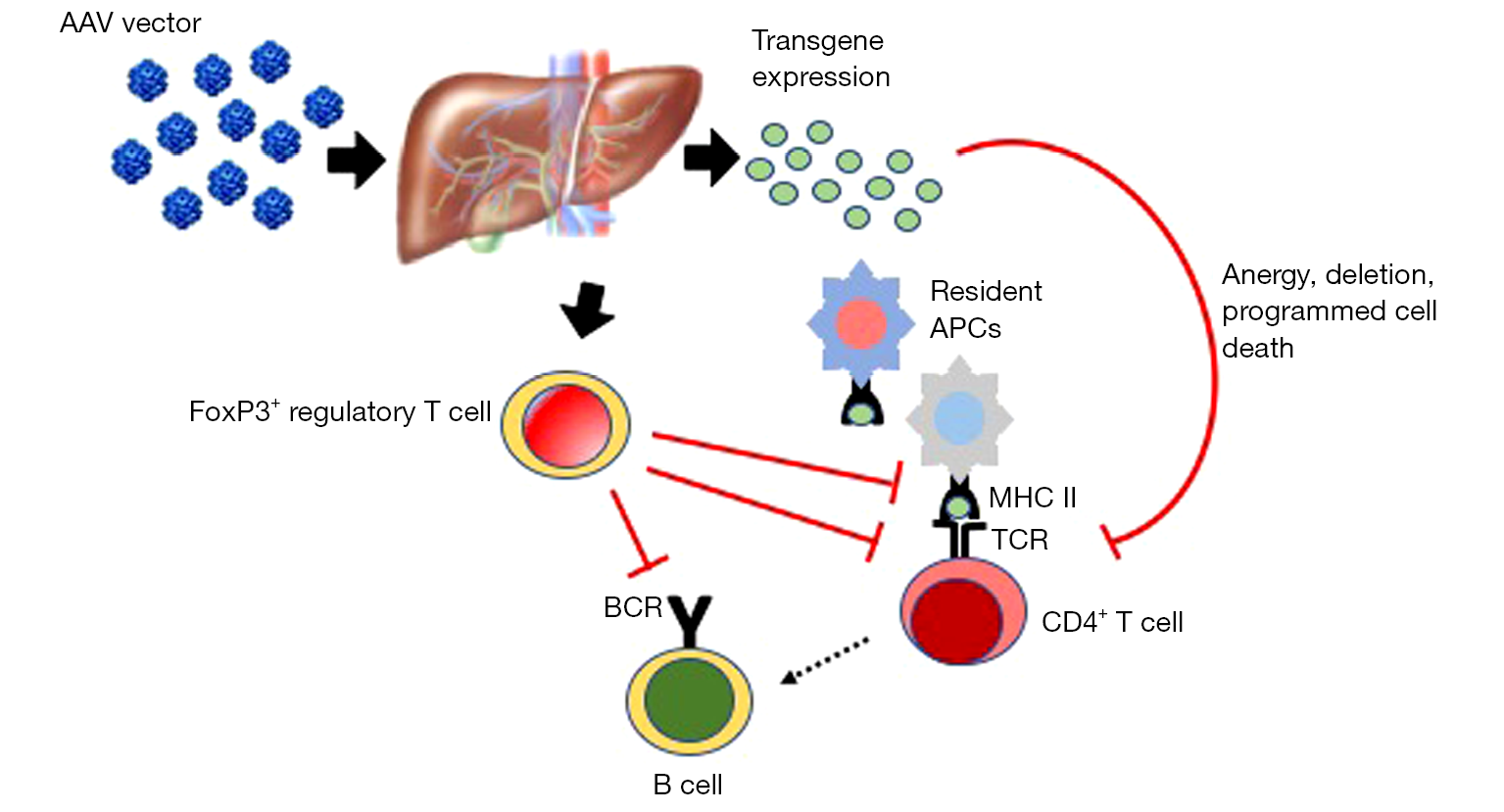immunomodulatory liver depot gene therapy for pompe disease