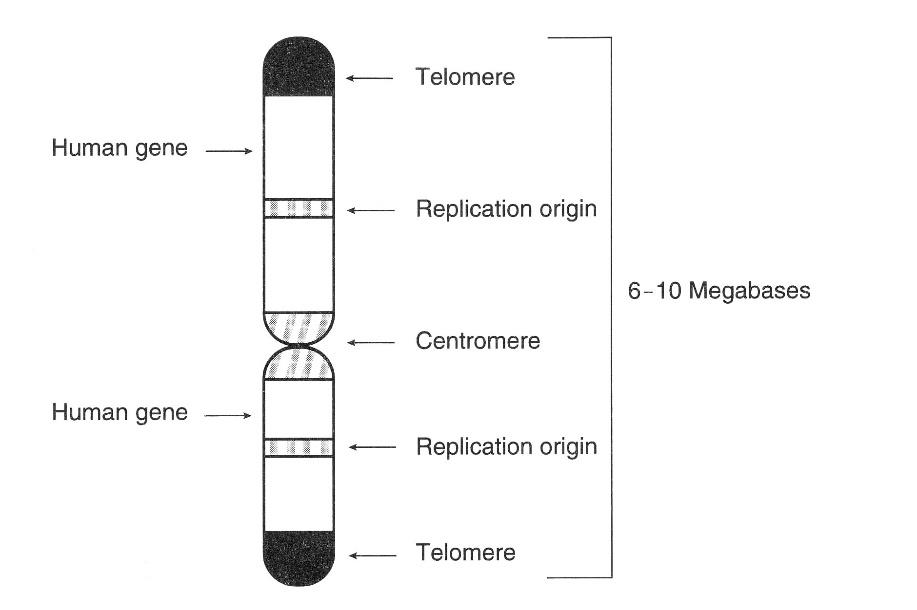 gene therapy process