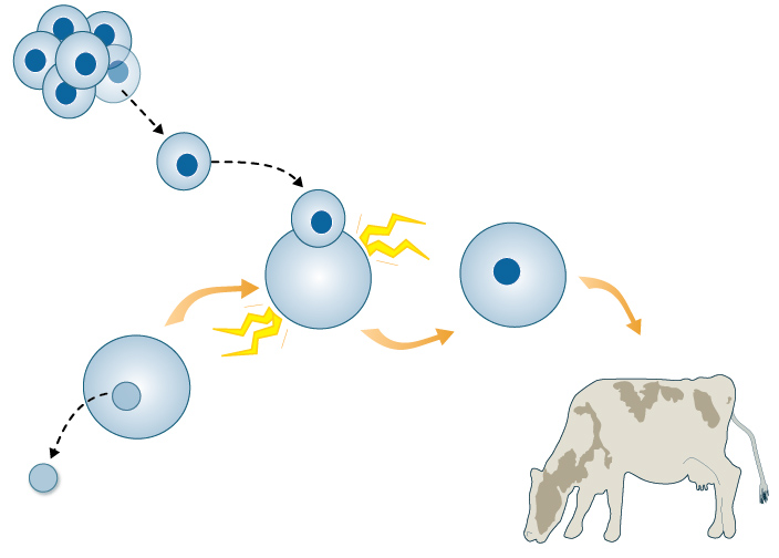 gene cloning of mammals