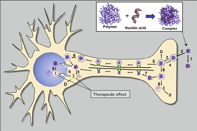 non-viral gene carriers