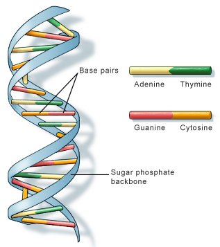GENE THROPY