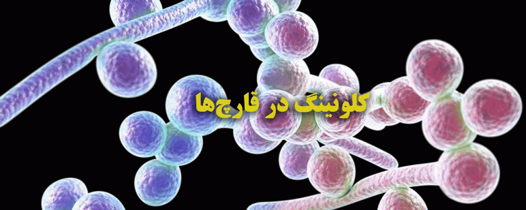قارچ‌ها در کلونینگ کاربرد زیادی دارند