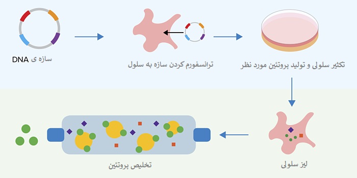 خالص سازی پروتئین